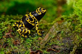 yellow-banded poison dart frog (Dendrobates leucomelas)