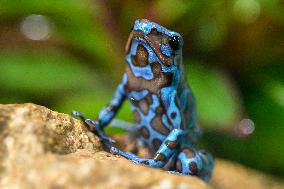 green-and-black poison dart frog (Dendrobates auratus)