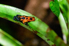 mimic poison frog (Ranitomeya imitator)