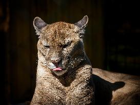 Cougar