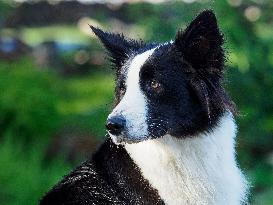 Black and white dog