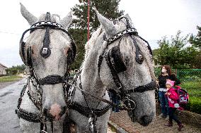 first-graders, carriage, Kladruber horse, horses, sprimary school, beginning of the new school year