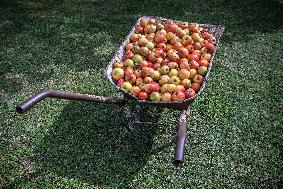 Apple, apples, wheelbarrow