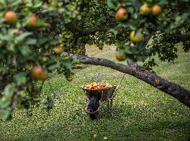 Apple, apples, wheelbarrow