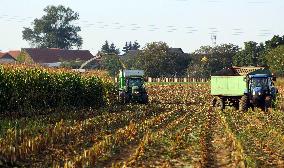 Maize (corn) harvest in Nehvizdy