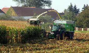 Maize (corn) harvest in Nehvizdy