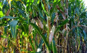 Maize (corn) harvest in Nehvizdy