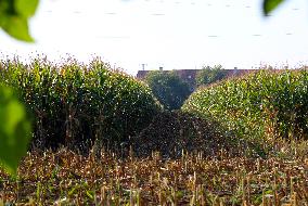 Maize (corn) harvest in Nehvizdy
