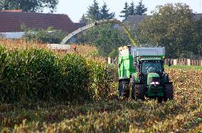 Maize (corn) harvest in Nehvizdy