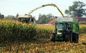 Maize (corn) harvest in Nehvizdy