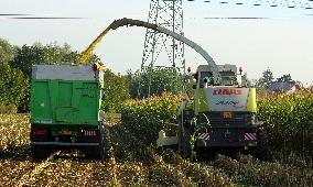 Maize (corn) harvest in Nehvizdy, combine CLAAS