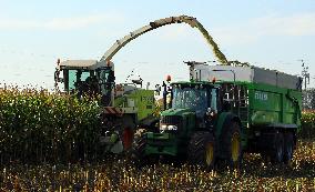 Maize (corn) harvest in Nehvizdy