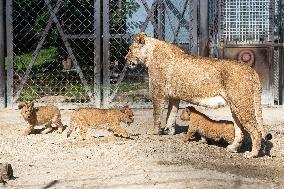 Barbary lion (Panthera leo leo)