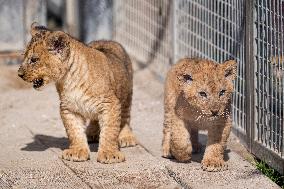 Barbary lion (Panthera leo leo)