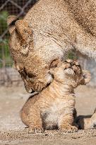 Barbary lion (Panthera leo leo)