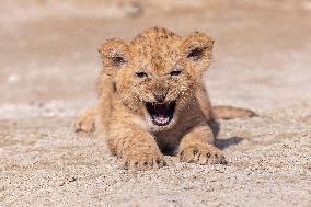 Barbary lion (Panthera leo leo)