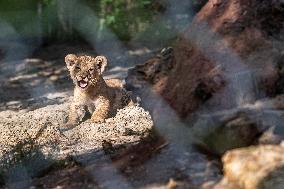 Barbary lion (Panthera leo leo)