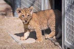 Barbary lion (Panthera leo leo)