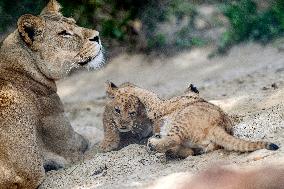 Barbary lion (Panthera leo leo)