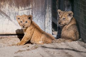 Barbary lion (Panthera leo leo)