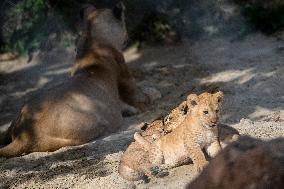 Barbary lion (Panthera leo leo)