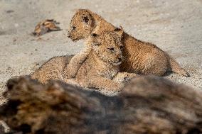 Barbary lion (Panthera leo leo)