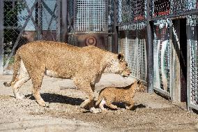 Barbary lion (Panthera leo leo)