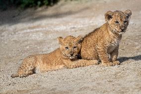 Barbary lion (Panthera leo leo)