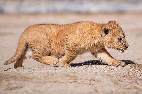 Barbary lion (Panthera leo leo)