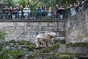 polar bear (Ursus maritimus), Cora