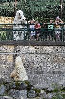 polar bear (Ursus maritimus), Cora