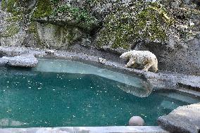 polar bear (Ursus maritimus), Cora