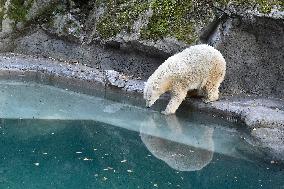 polar bear (Ursus maritimus), Cora