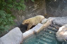 polar bear (Ursus maritimus), Cora