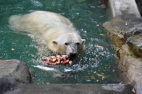 polar bear (Ursus maritimus), Cora