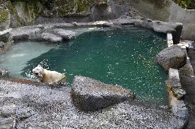 polar bear (Ursus maritimus), Cora