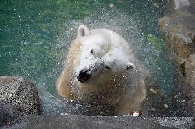 polar bear (Ursus maritimus), Cora