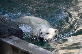 polar bear (Ursus maritimus), Cora