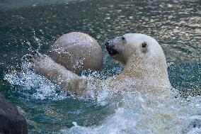 polar bear (Ursus maritimus), Cora