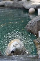 polar bear (Ursus maritimus), Cora