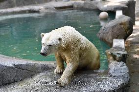 polar bear (Ursus maritimus), Cora