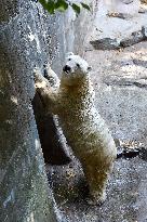 polar bear (Ursus maritimus), Cora