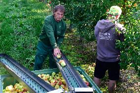 apple harvest, orchard, apples