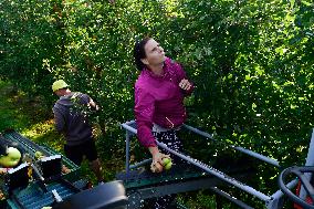 apple harvest, orchard, apples