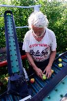 apple harvest, orchard, apples