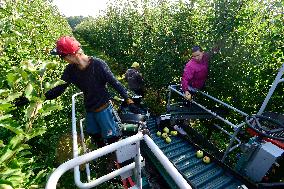 apple harvest, orchard, apples