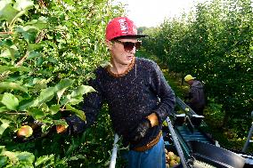 apple harvest, orchard, apples