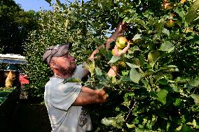 apple harvest, orchard, apples