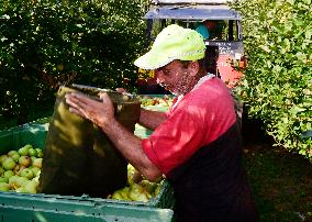 apple harvest, orchard, apples