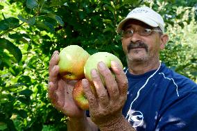 apple harvest, orchard, apples